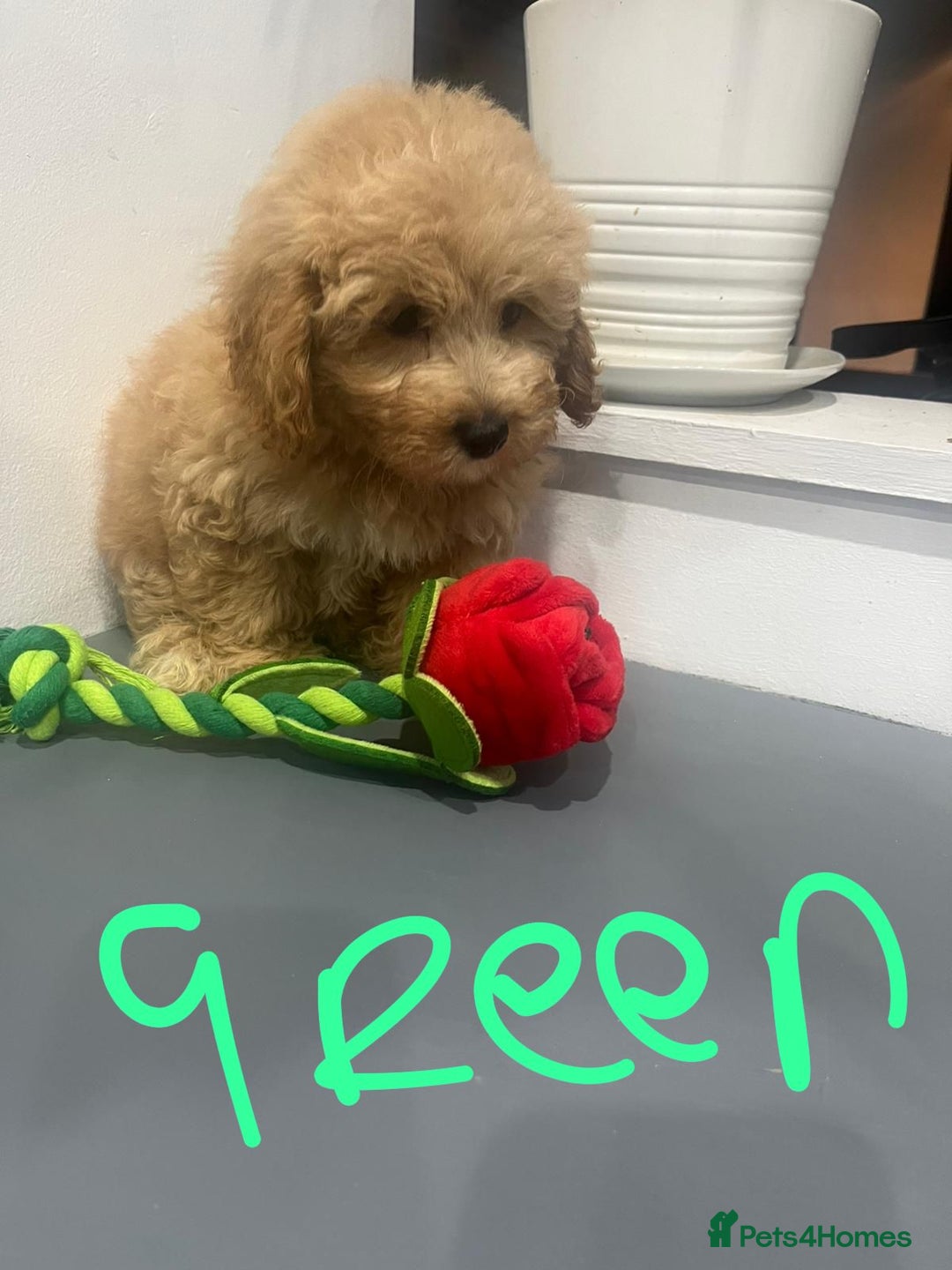 Coton De Tulear dogs for sale: Cotonoodle - Image 13