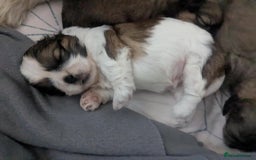Shih Tzu dogs for sale: 4 beautiful shih tzu puppies 2 female 2 male - Image 4