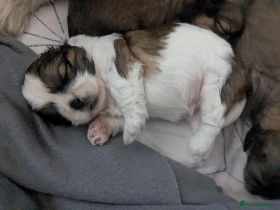 Shih Tzu dogs for sale: 4 beautiful shih tzu puppies 2 female 2 male - Image 4