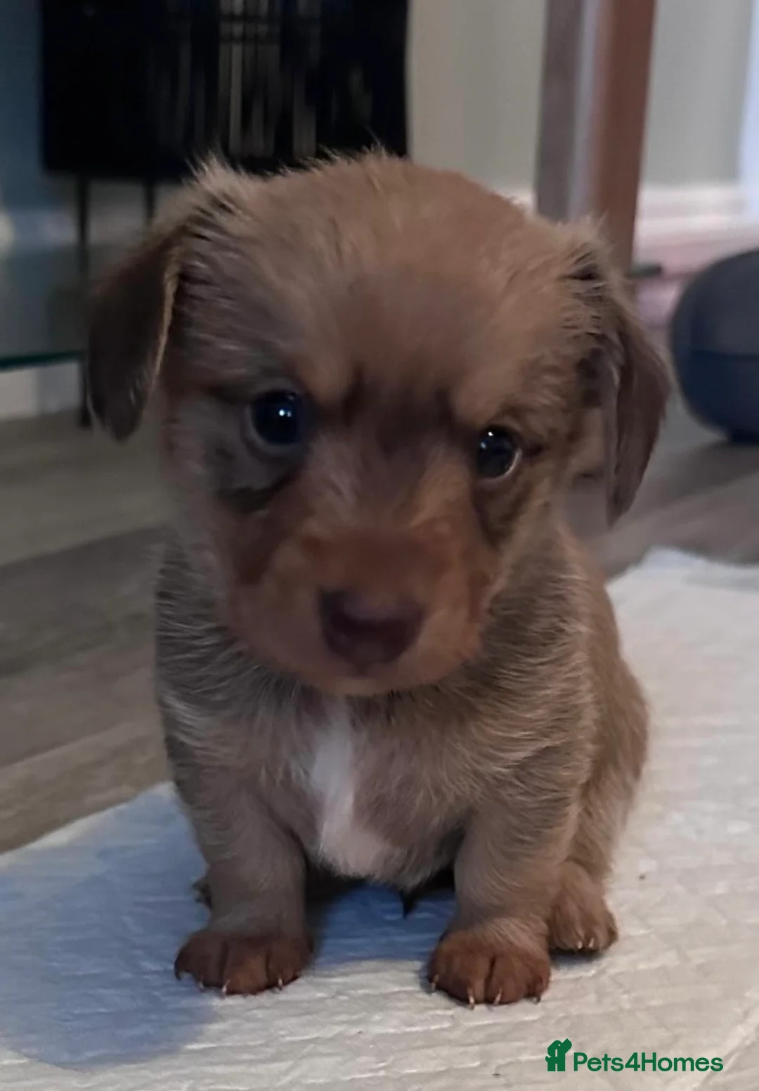 Mixed Breed dogs for sale: Dameranians - Advert 2