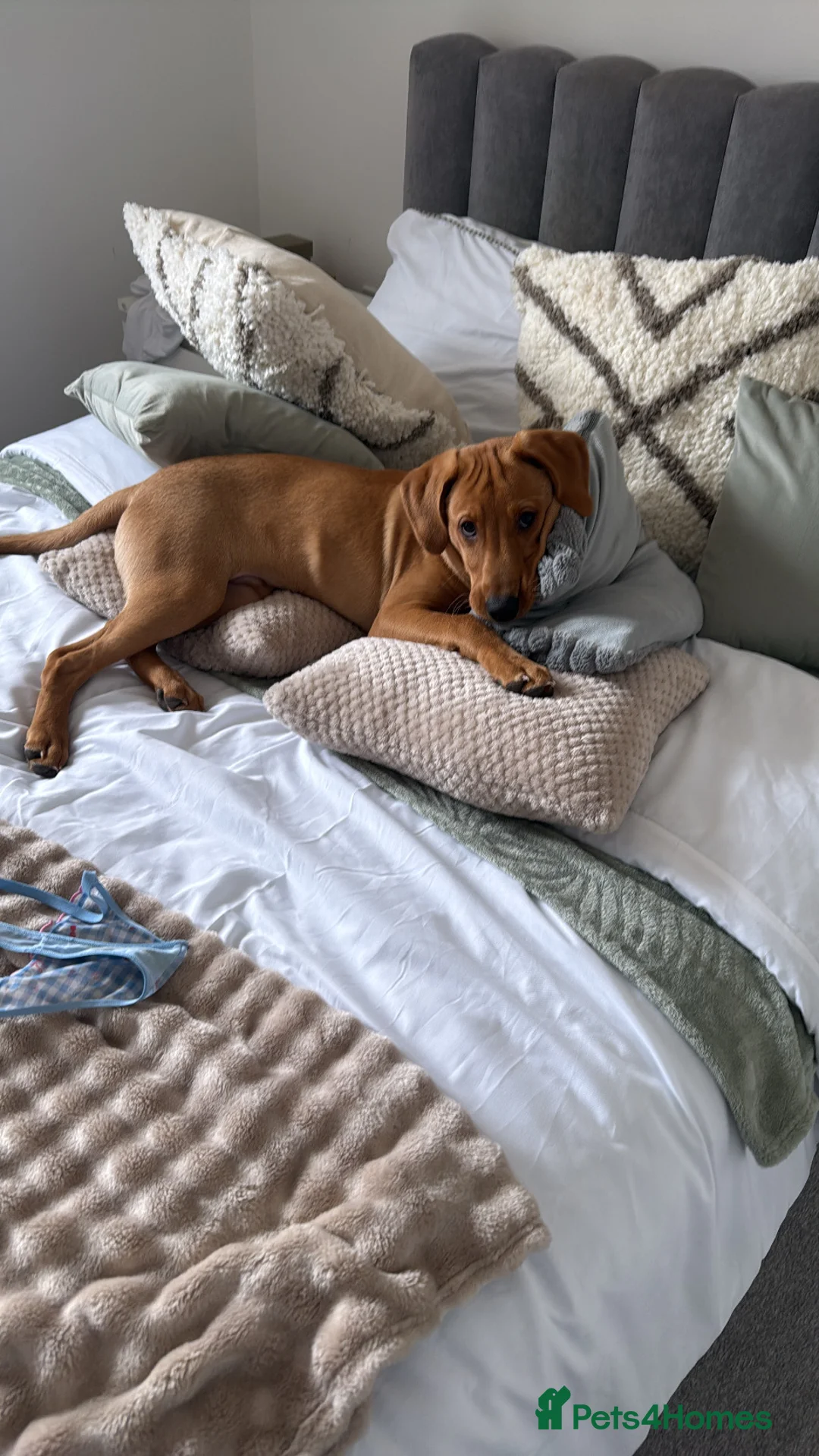 Labrador Retriever dogs for sale: 6 month Labrador puppy  - Advert 1