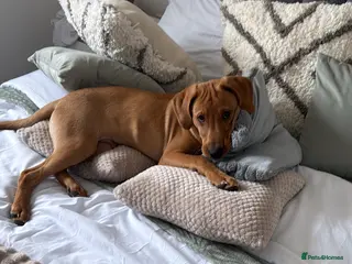 Labrador Retriever dogs 6 month Labrador puppy - Advert 7