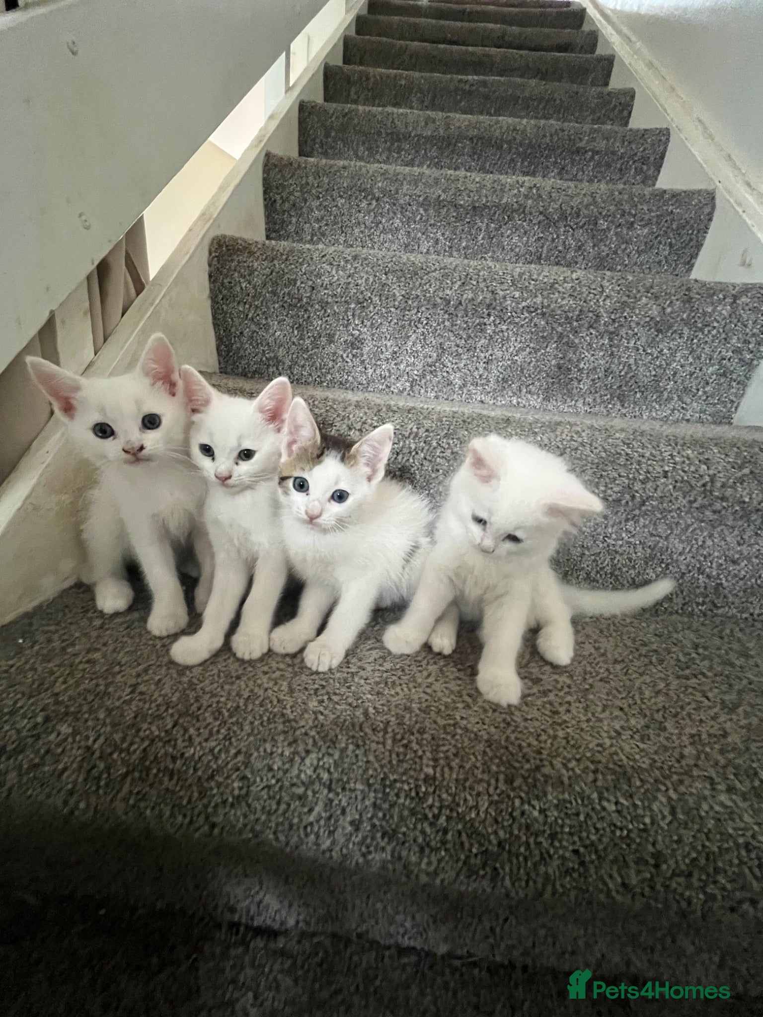 Mixed Breed cats Half Ragdoll and tabby kittens available - Advert 1