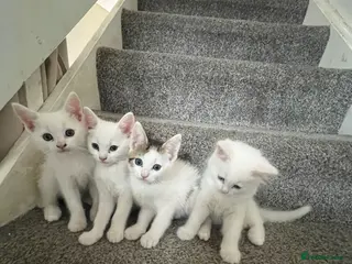 Mixed Breed cats Half Ragdoll and tabby kittens available - Advert 2