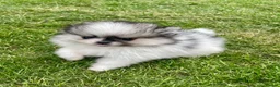 Pomeranian dogs for sale: Teddy bear faced tiny kc Pomeranian girls  - Advert 9