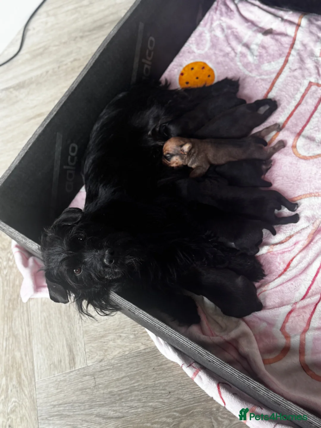 Mixed Breed dogs for sale: Patterdale x Lakeland terriers  in Doncaster - Advert 1
