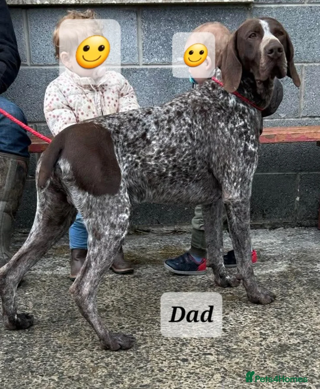 German Shorthaired Pointer dogs for sale: German Shorthaired Pointer Puppies (GSP) in Rhayader - Advert 22