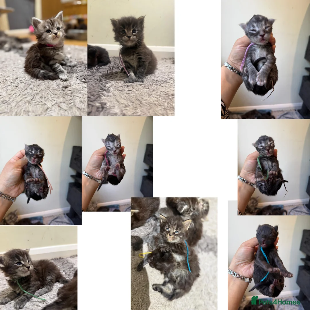 Maine Coon cats for stud: Maine Coon Stud Sheru – Euro Lines - Advert 6