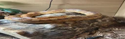 Corn Snake reptiles for sale: Corn Snake  in London - Advert 2