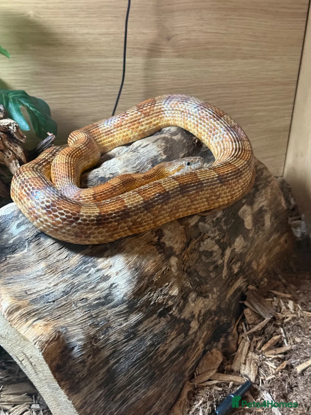Corn Snake reptiles for sale: Corn Snake  in London - Advert 2