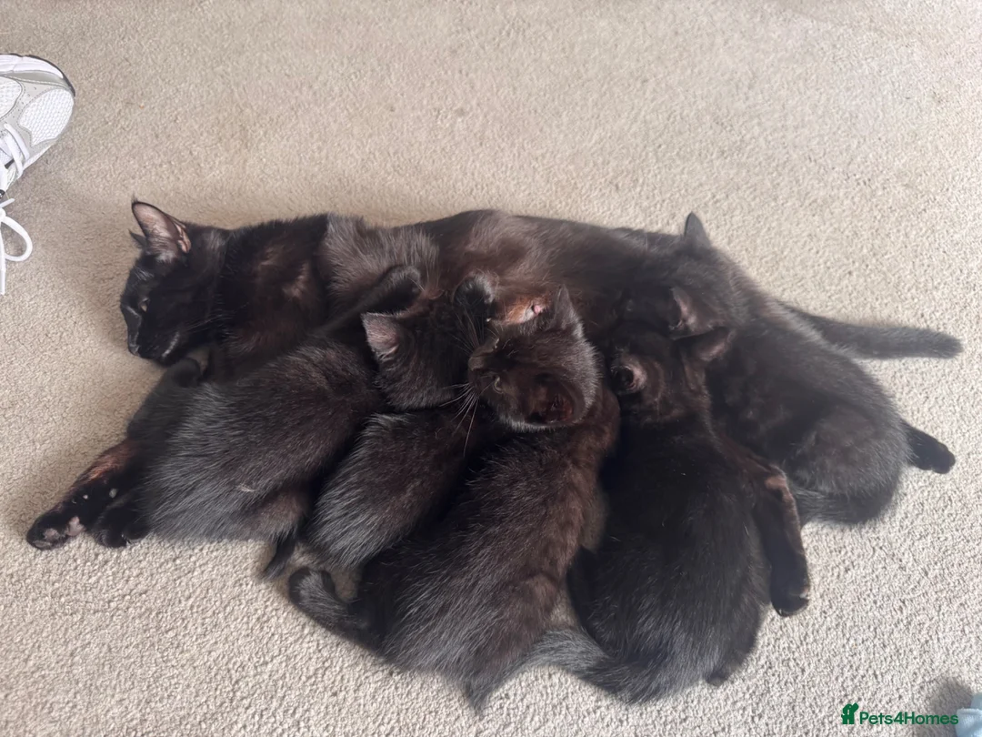 Mixed Breed cats for sale: 4 kittens mixed breed. (Dad is ragdoll)  - Advert 1