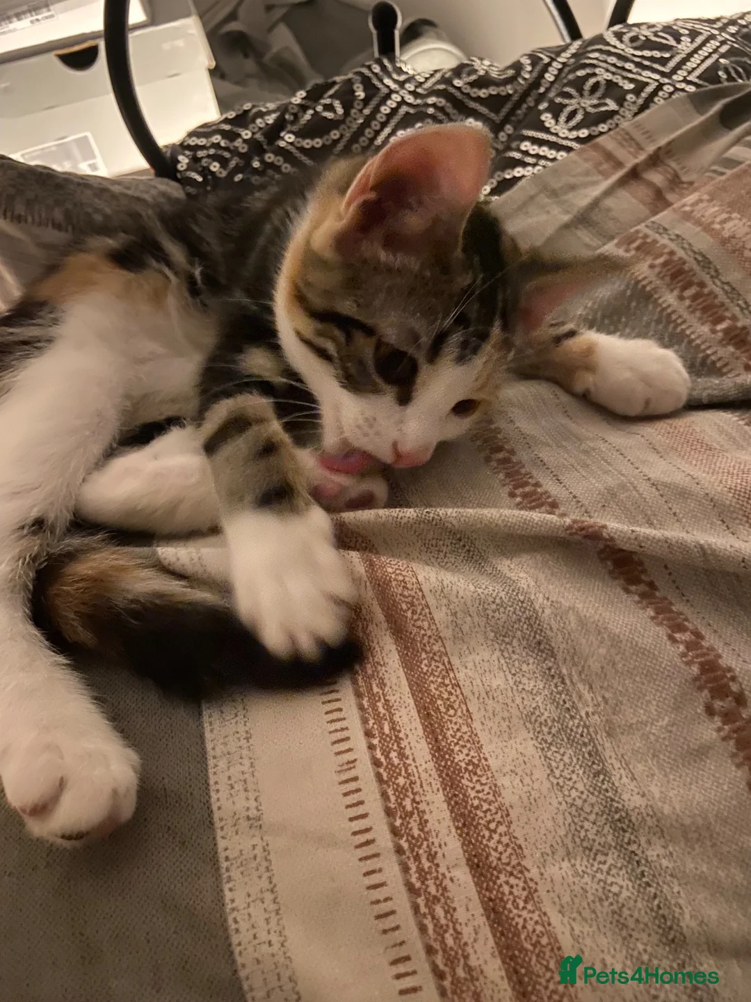 Mixed Breed cats for sale: Bandy kitten for sale in London - Advert 3