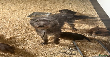 Bedlington Terrier dogs - Advert 1