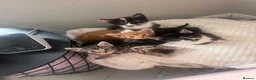 Domestic Shorthair cats for sale: 5 beautiful kittens  in Potters Bar - Advert 16
