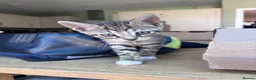Mixed Breed cats for sale: Gorgeous tabby boy kitten - Advert 2