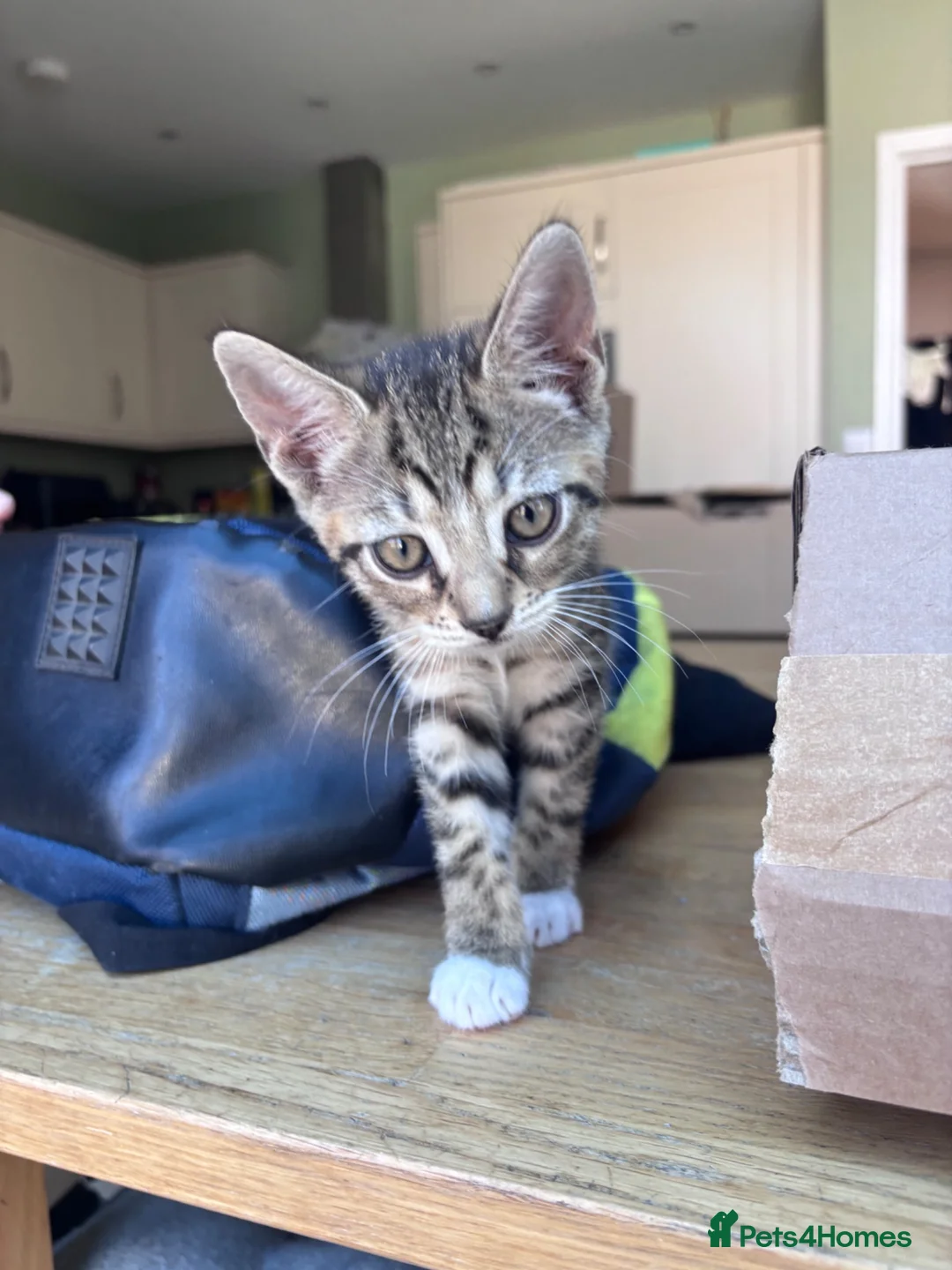 Mixed Breed cats for sale: Gorgeous tabby boy kitten - Advert 2