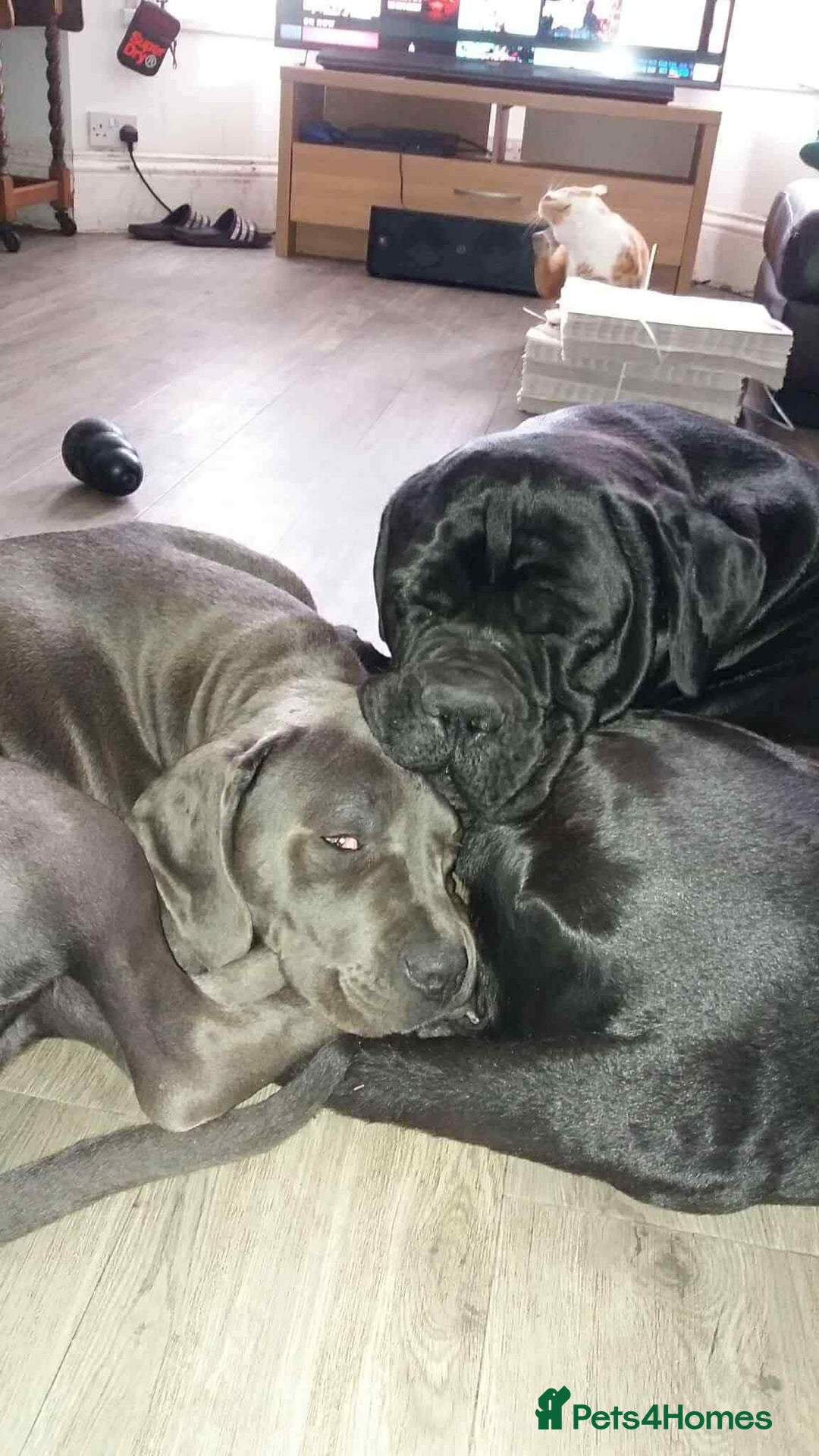 Cane Corso dogs for sale: Beautiful cane corso puppies  - Image 8