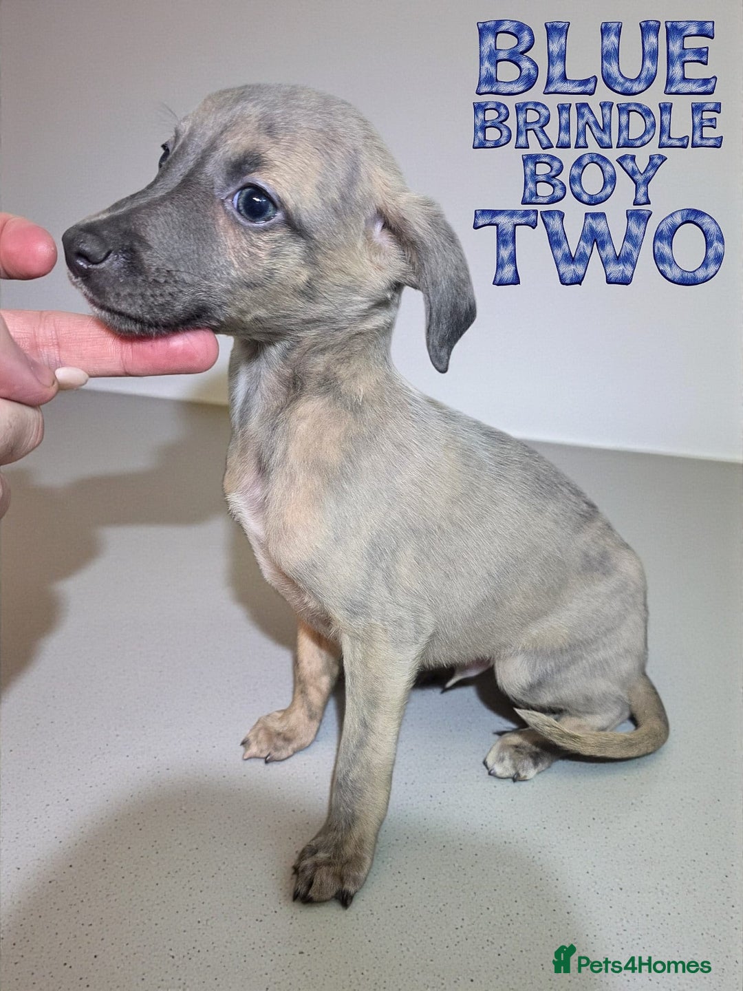 Whippet dogs for sale: 5 beautiful male whippet puppies  - Advert 4