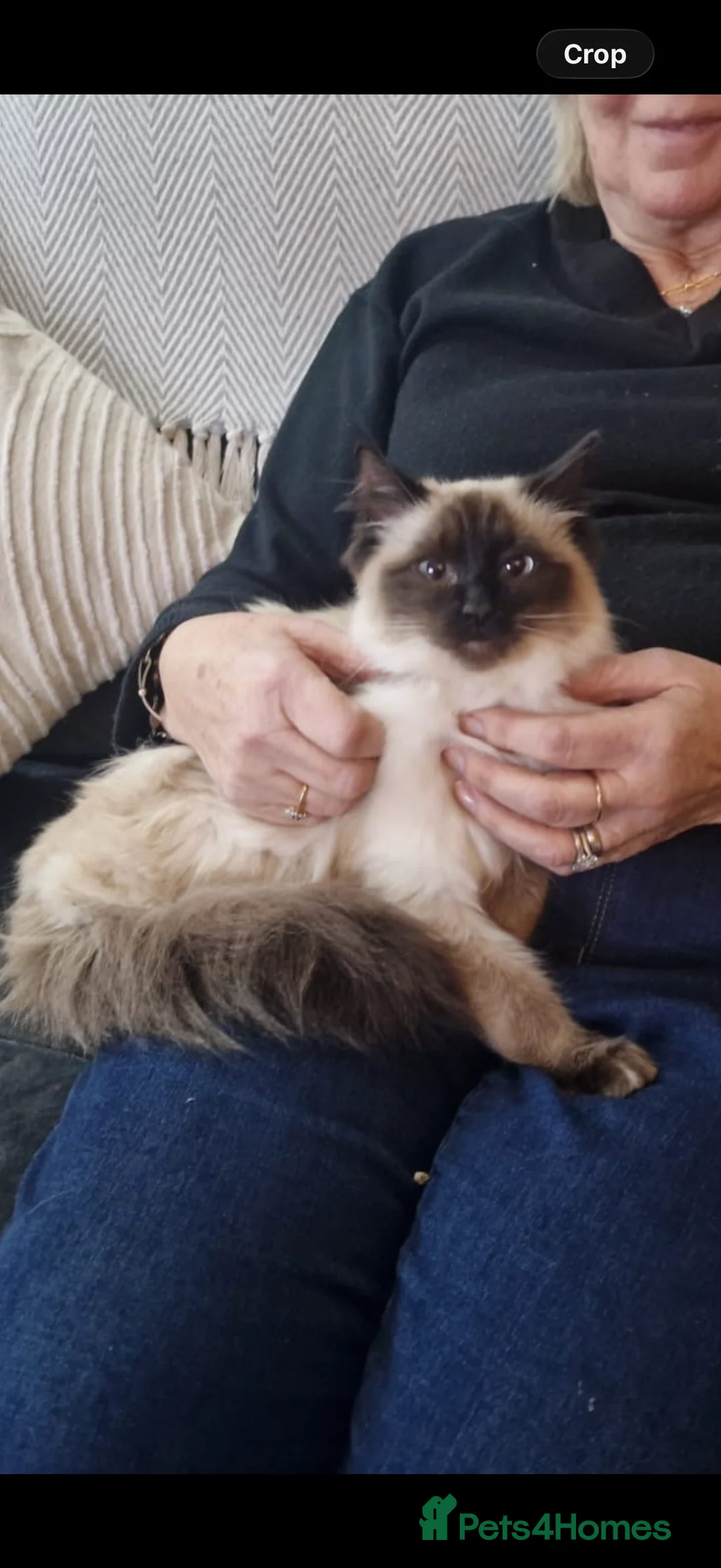 Ragdoll cats for sale: Ragdoll  - Advert 2