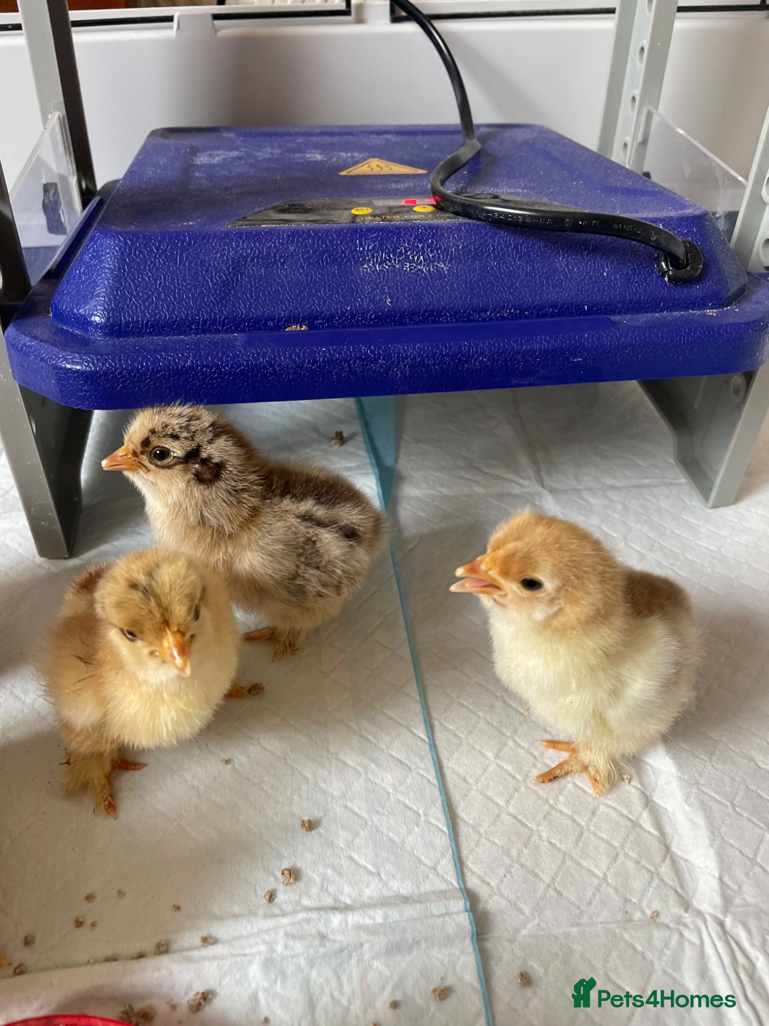 Chickens poultry Pekin Bantam chicks  - Advert 2