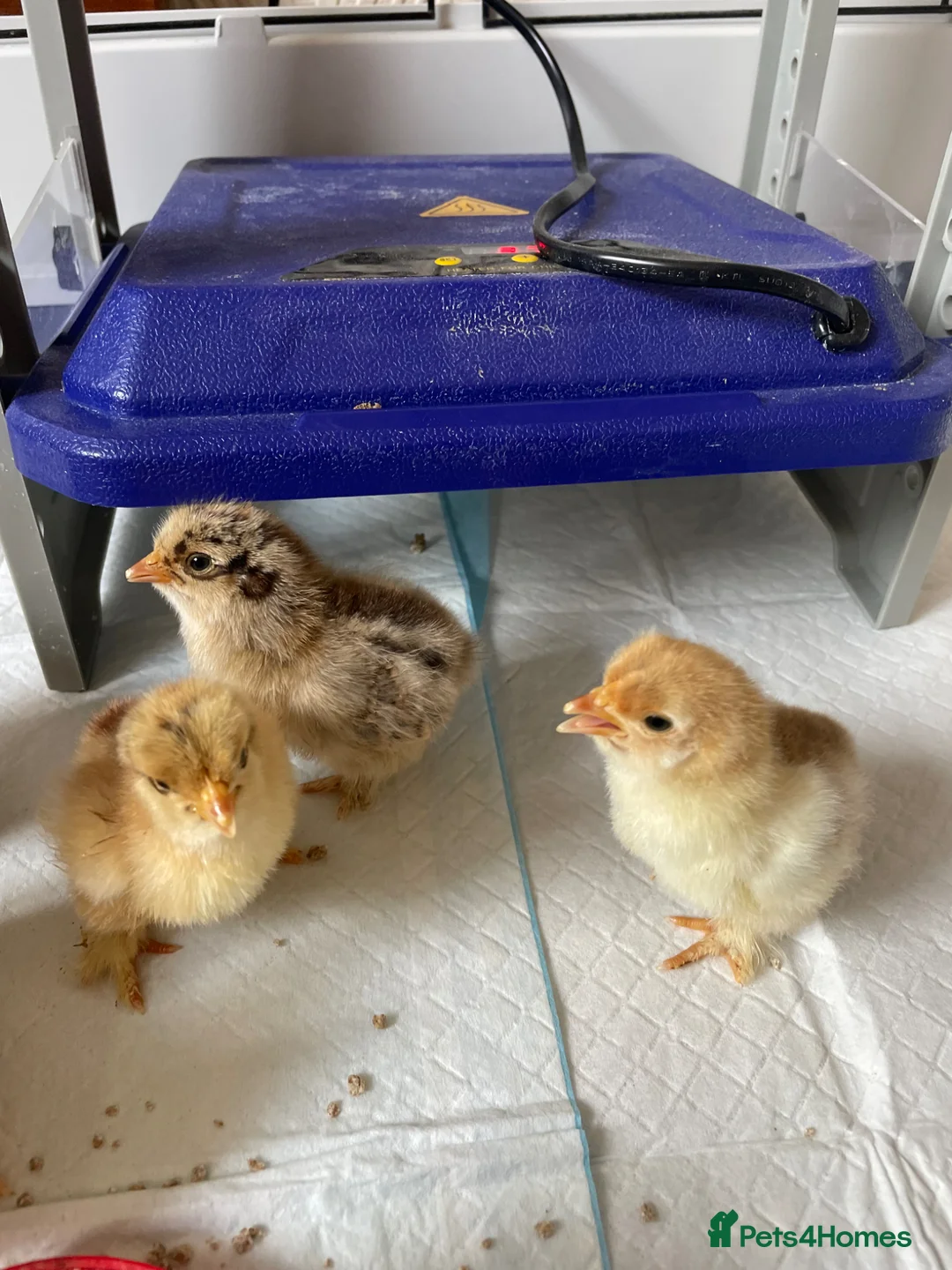 Chickens poultry for sale: Pekin Bantam chicks  in Leeds - Advert 2