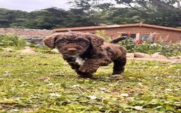 Cockapoo dogs for sale: Gorgeous Cockapoo puppies  - Image 2