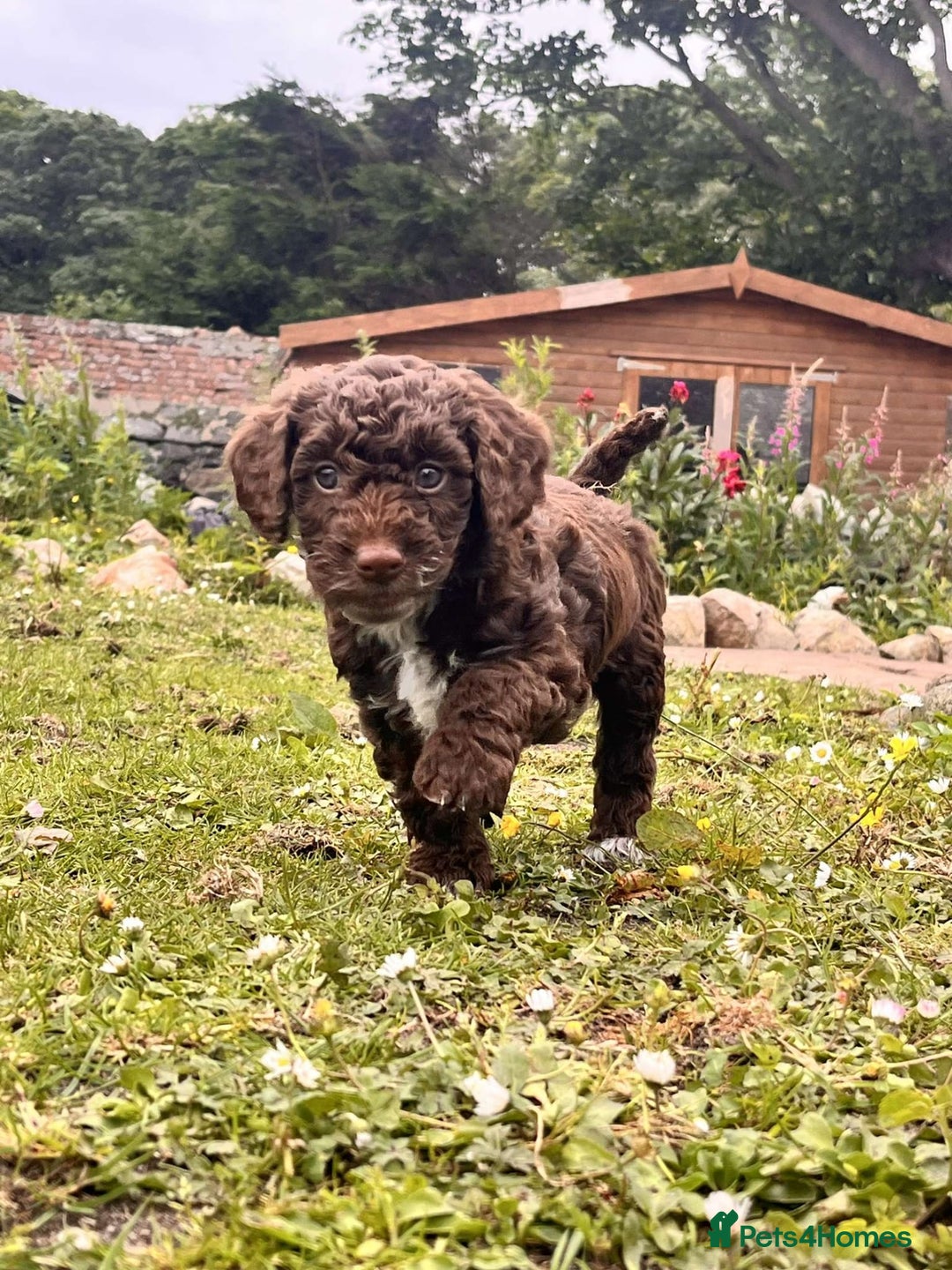 Cockapoo dogs for sale: Gorgeous Cockapoo puppies  - Image 2