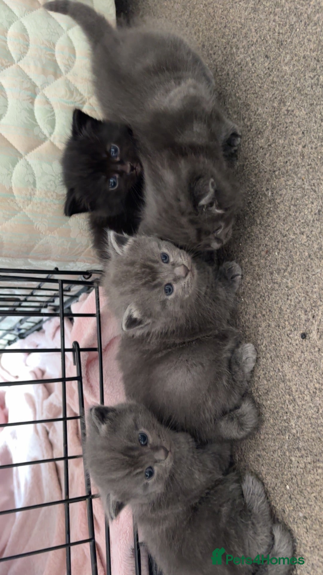 Mixed Breed cats for sale: Kittens for sale  - Advert 5