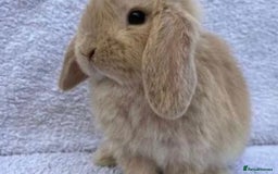 Mini Lop rabbits for sale: Stunning babies various ages vaccinated  - Advert 1