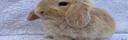 Mini Lop rabbits for sale: Stunning babies various ages vaccinated  - Advert 2