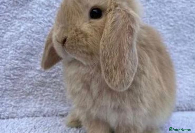 Mini Lop rabbits Stunning babies various ages vaccinated - Advert 1