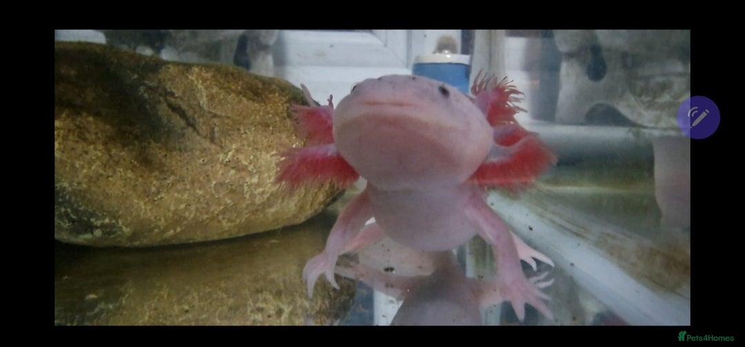 Other/Mixed Breed fish for sale: Axalotl  - Advert 1