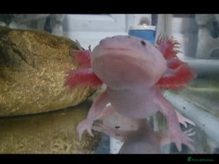 Other/Mixed Breed fish Axalotl - Advert 1