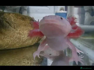 Other/Mixed Breed fish Axalotl - Advert 11