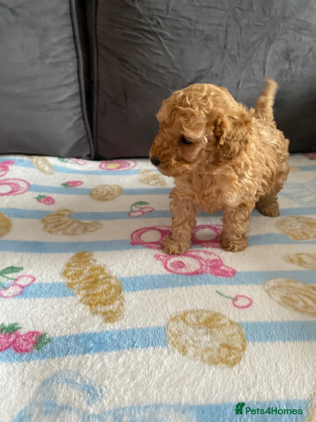 Toy Poodle dogs for sale: Stunning miniature toy poodles  - Advert 5