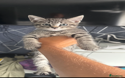 British Shorthair cats for sale: Male kitten  - Image 1