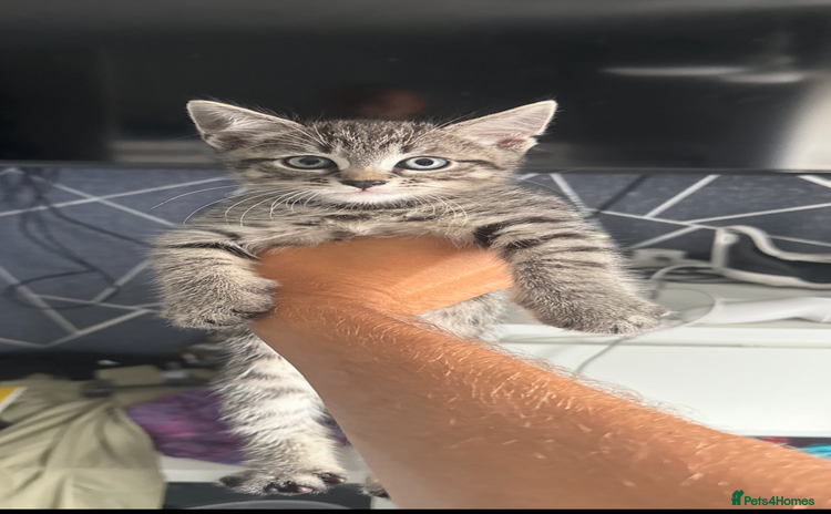 British Shorthair cats - Advert 1