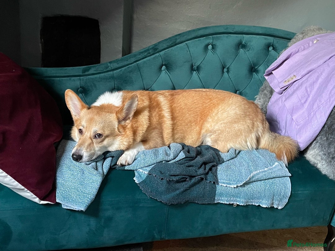 Welsh Corgi Pembroke dogs for sale: 5yo reactive Corgi needs loving, experienced owner - Advert 3