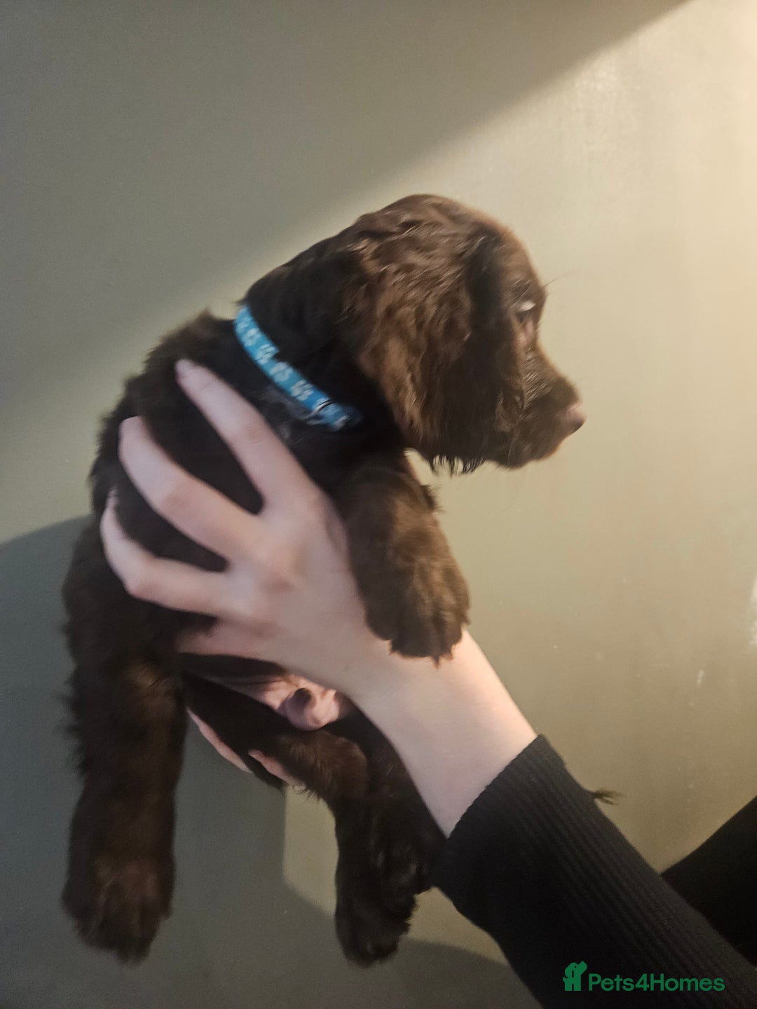 Sprocker dogs for sale: 3 chocolate sprocker males available  - Advert 18