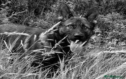 German Shepherd dogs for sale: Looking for good home for my boy Thorn - Image 12