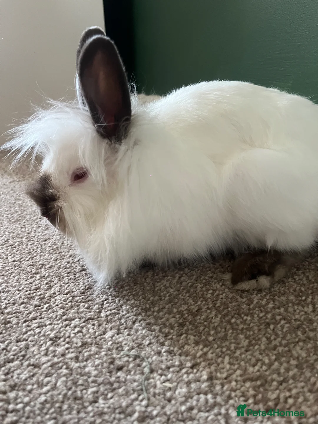 Lionhead rabbits for sale: albino lions head female  - Advert 2