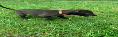 Lurcher Puppy 2