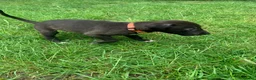 Lurcher dogs for sale: Lurcher puppies - Advert 4