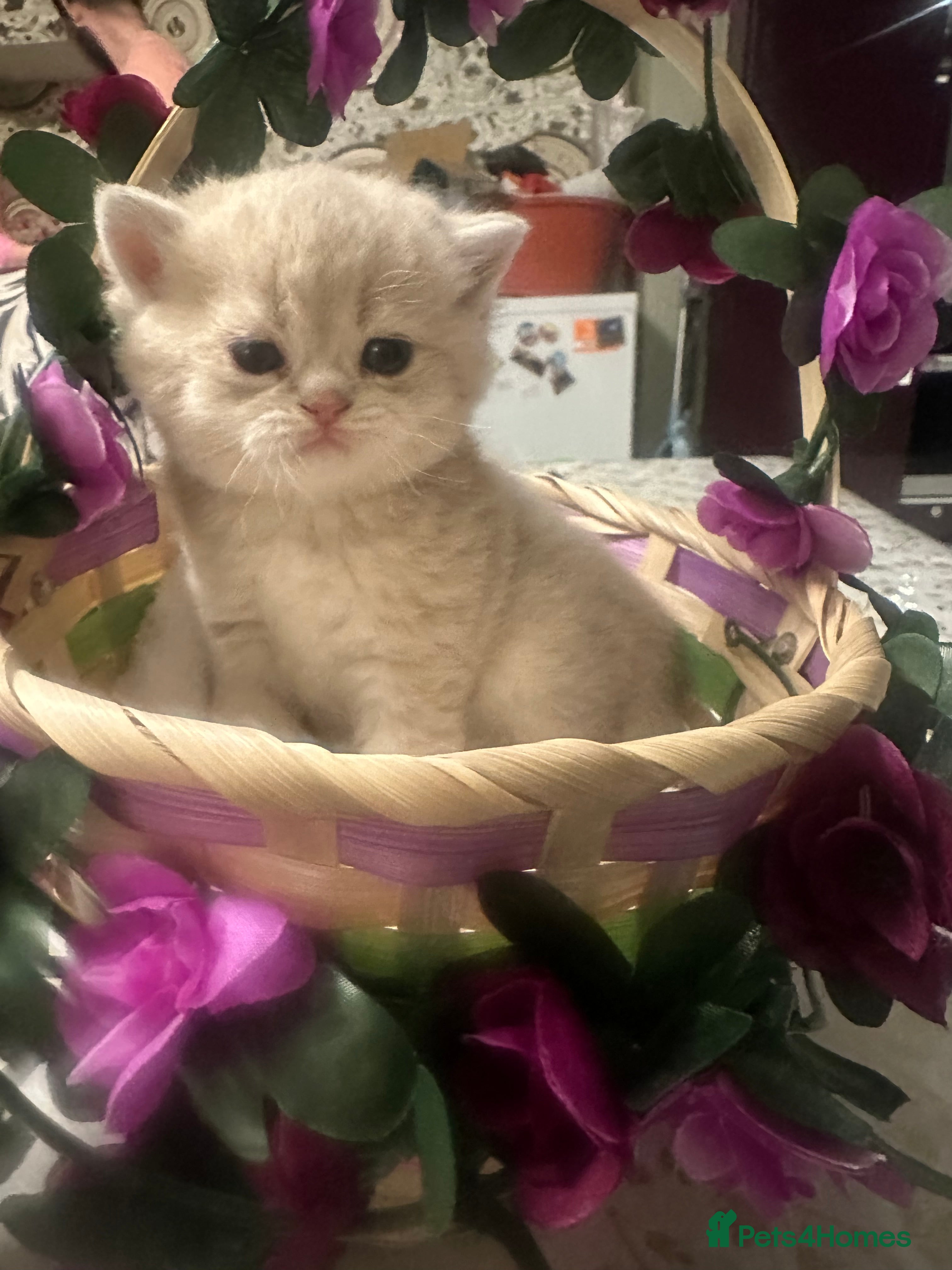 British Shorthair cats Gorgeous fur babies 😻 - Advert 2