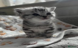 British Shorthair cats for sale: Silver Tabby kitten with his mother  - Image 19