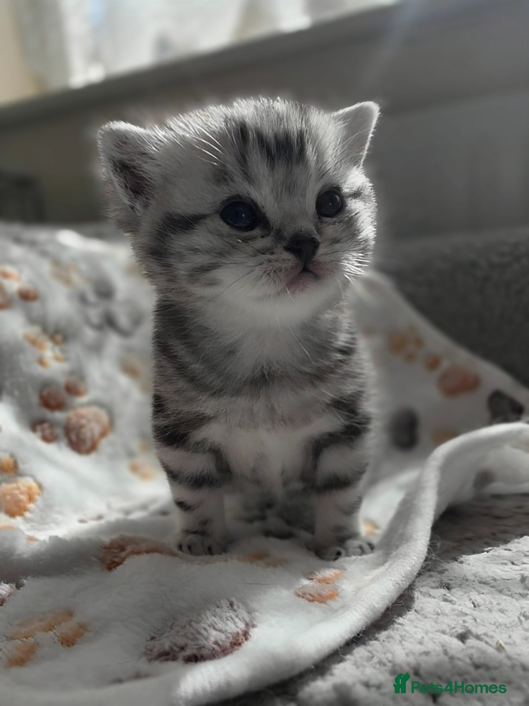 British Shorthair cats for sale: Silver Tabby kitten with his mother  - Image 19