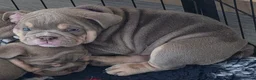 English Bulldog dogs for sale: Rare opportunity- grandpups of Burleybullz Nemesis - Advert 27