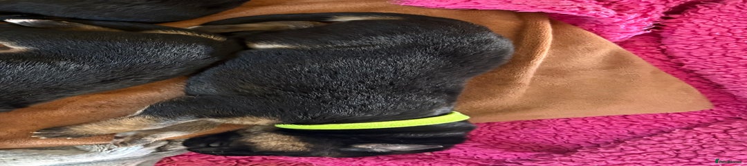 German Shepherd Puppy (Yellow Collar)