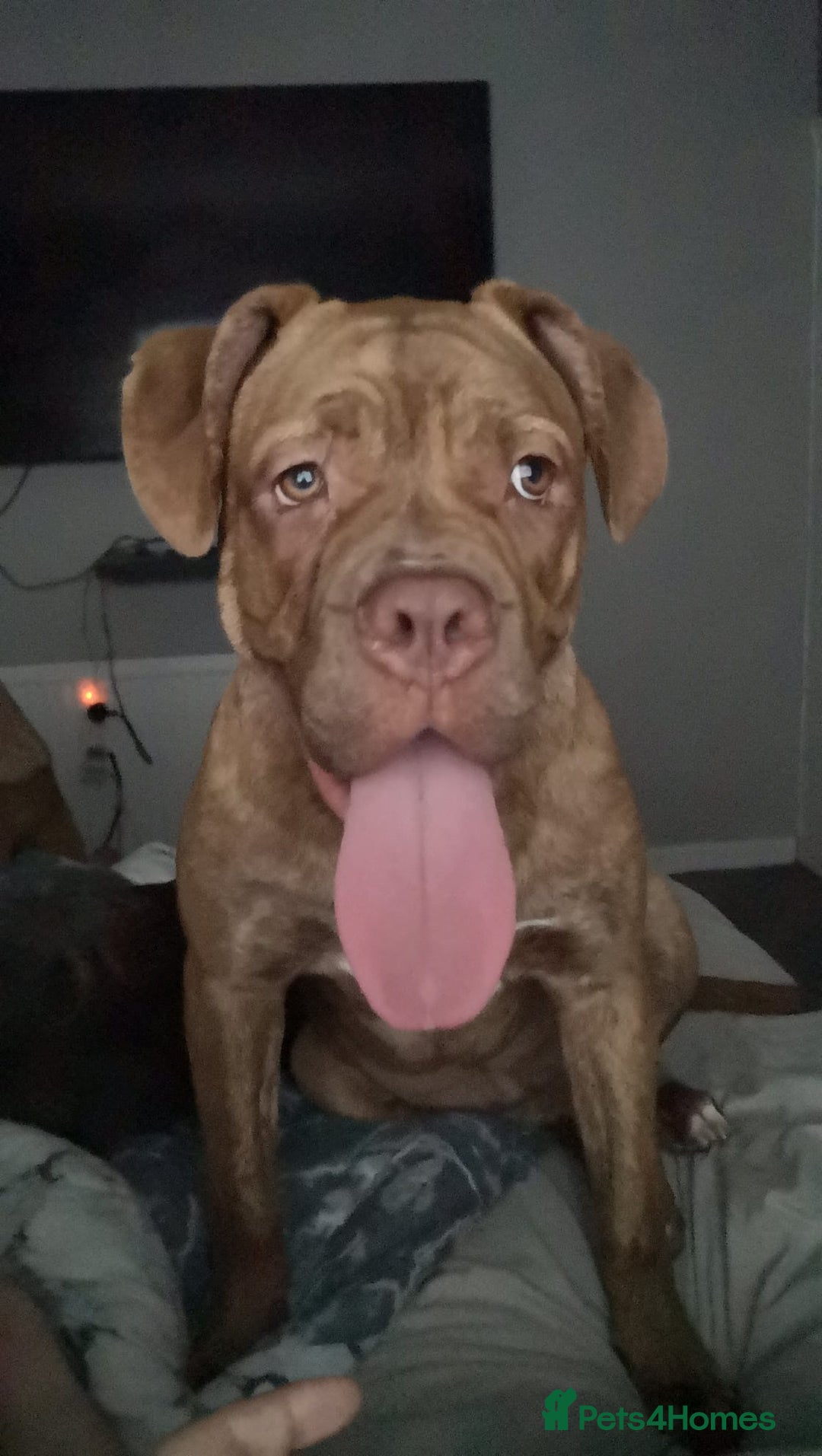 Mixed Breed dogs for sale: Unfortunate rehoming  - Advert 4