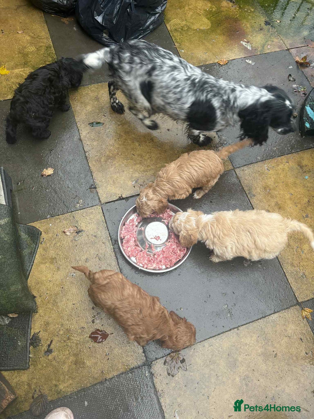 Cockapoo dogs for sale: Beautiful F1 cockapoo  - Advert 7